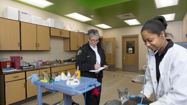 Veterinarian checks heartbeat of a cat