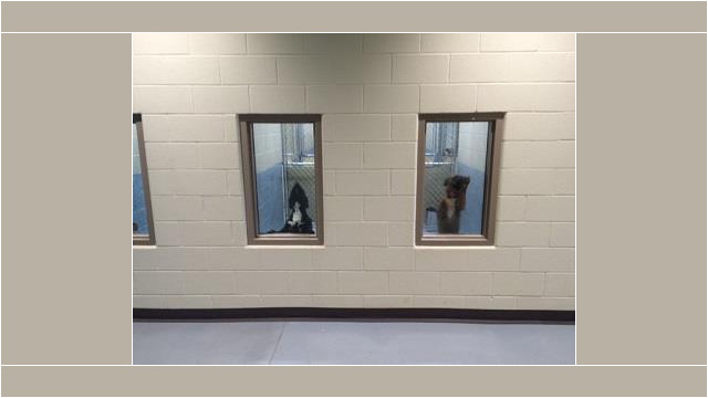 Dogs behind windows at Animal Center