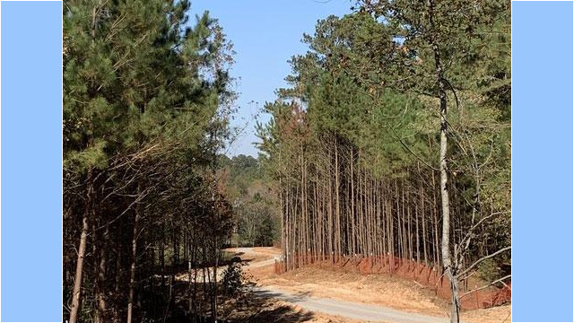 unfinished path curving along tree lines